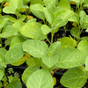Ashwagandha (Withania somnifera)