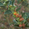 Ashwagandha (Withania somnifera)