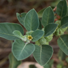 Ashwagandha (Withania somnifera)