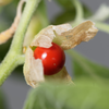 Ashwagandha (Withania somnifera)
