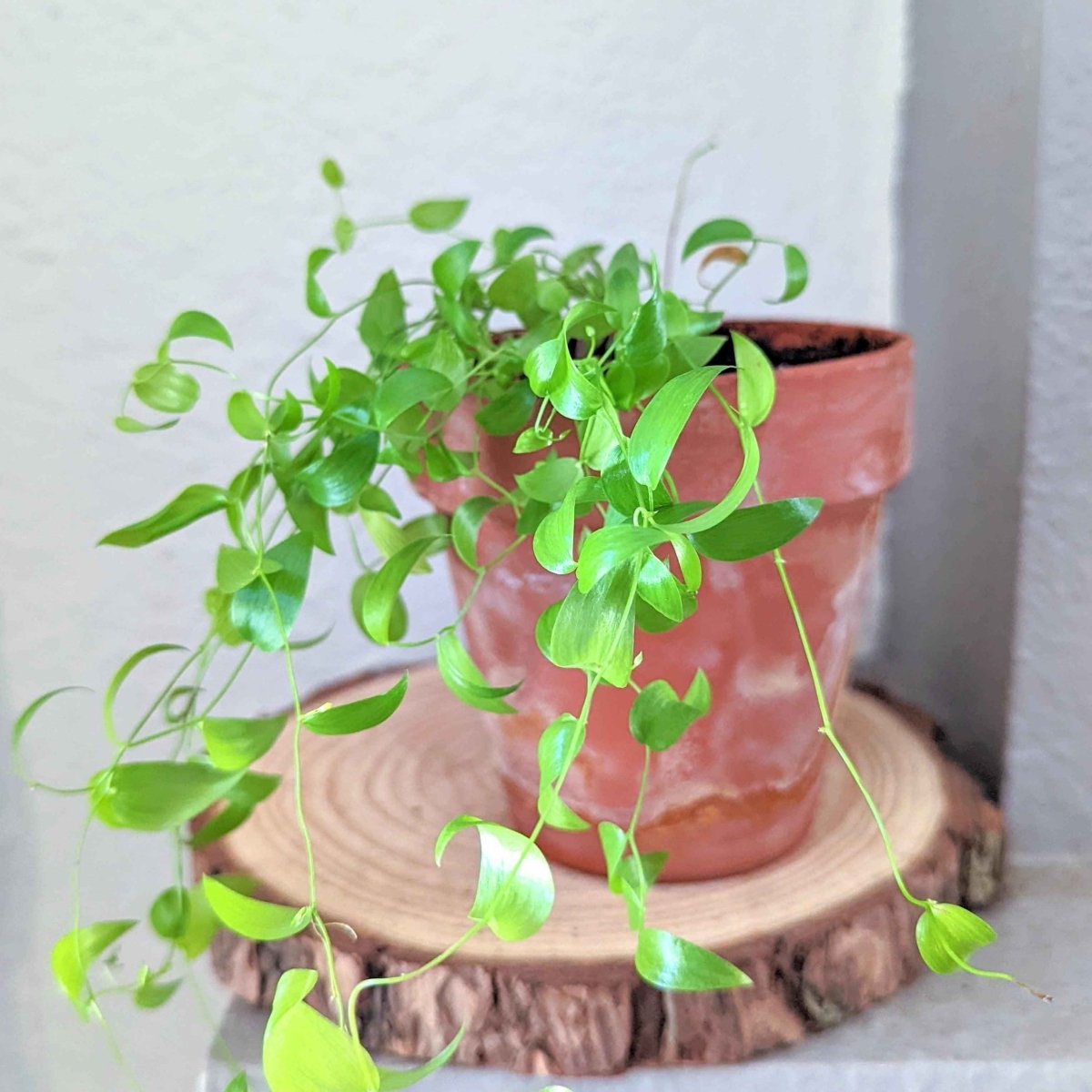 Asparagus Asparagoides Smilax 'Bridal Creeper' Seeds – photo 5