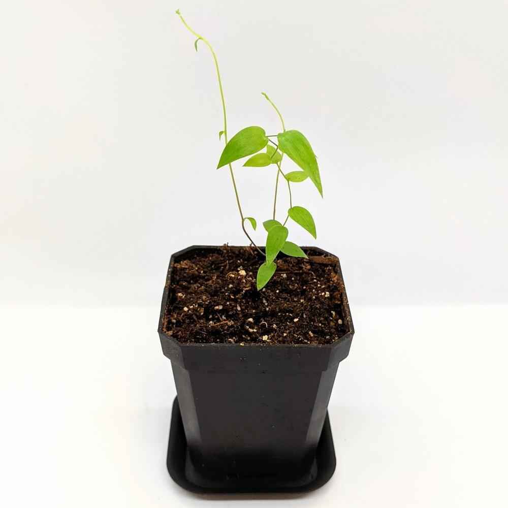 Asparagus Asparagoides Smilax 'Bridal Creeper' Seeds – photo 6
