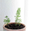 Asparagus Meyeri 'Foxtail Fern' Seeds
