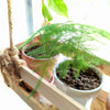Asparagus Plumosus Nana 'Lace Fern'