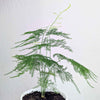 Asparagus Plumosus Nana 'Lace Fern'