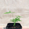 Asparagus Plumosus Nana 'Lace Fern'