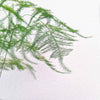 Asparagus Plumosus Nana 'Lace Fern'