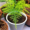 Asparagus Plumosus Nana 'Lace Fern'