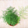 Asparagus Plumosus Nana 'Lace Fern'