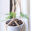 Asparagus Plumosus Nana 'Lace Fern'