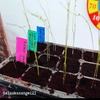 Asparagus Sprengeri 'Basket Asparagus' Seeds
