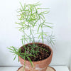 Asparagus Sprengeri 'Basket Asparagus' Seeds