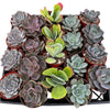 Bulk 4 inch Succulent Plants