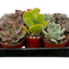 Bulk 4 inch Succulent Plants