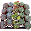 Bulk 4 inch Succulent Plants