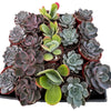 Bulk 4 inch Succulent Plants