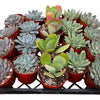 Bulk 4 inch Succulent Plants