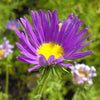 100 PURPLE Smooth Violet PRAIRIE ASTER Aster Tanacetifolia Flower Seeds
