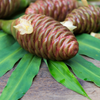 Awapuhi Shampoo Ginger (Zingiber zerumbet)