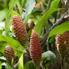Awapuhi Shampoo Ginger (Zingiber zerumbet)