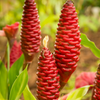 Awapuhi Shampoo Ginger (Zingiber zerumbet)