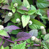 Aztec Sweet Herb (Lippia dulcis)
