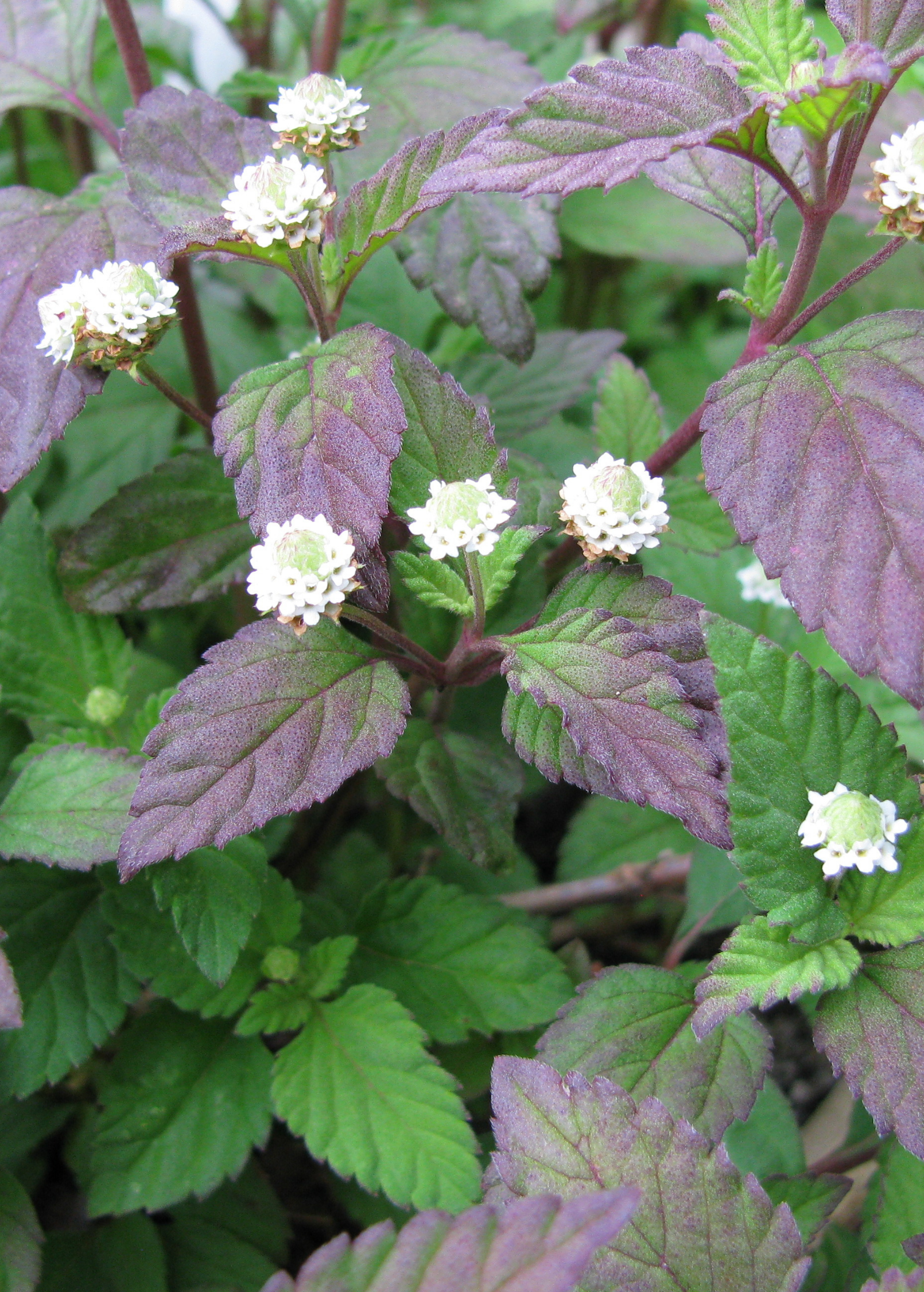 Aztec Sweet Herb (Lippia dulcis) – The Plant Seed
