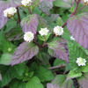 Aztec Sweet Herb (Lippia dulcis)