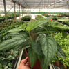 Monstera 'Siltepecana'