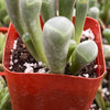 Baby Toes Succulent