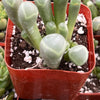 Baby Toes Succulent
