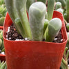 Baby Toes Succulent
