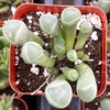 Baby Toes Succulent