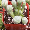 Baby Toes Succulent
