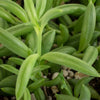 Trailing Succulents (Collection of Four)