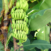 Banana 'Gran Nain' (Musa acuminata)