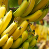 Banana 'Gran Nain' (Musa acuminata)