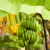 Banana 'Gran Nain' (Musa acuminata)