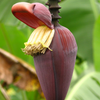 Banana 'Gran Nain' (Musa acuminata)