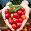 Barbados Cherry (Malpighia emarginata)