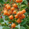 Barbados Gooseberry (Pereskia aculeata)