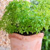 500 DWARF GREEK BASIL Ocimum Basilicum Fragrant Spicy Small Bright Green Leaf Herb Seeds