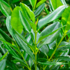Bay Rum (Pimenta racemosa)