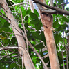 Bay Rum (Pimenta racemosa)