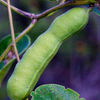 Beach Bean (Canavalia rosea)