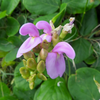 Beach Bean (Canavalia rosea)
