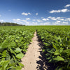 50 PINTO BEAN Phaseolus Vulgaris Vegetable Seeds