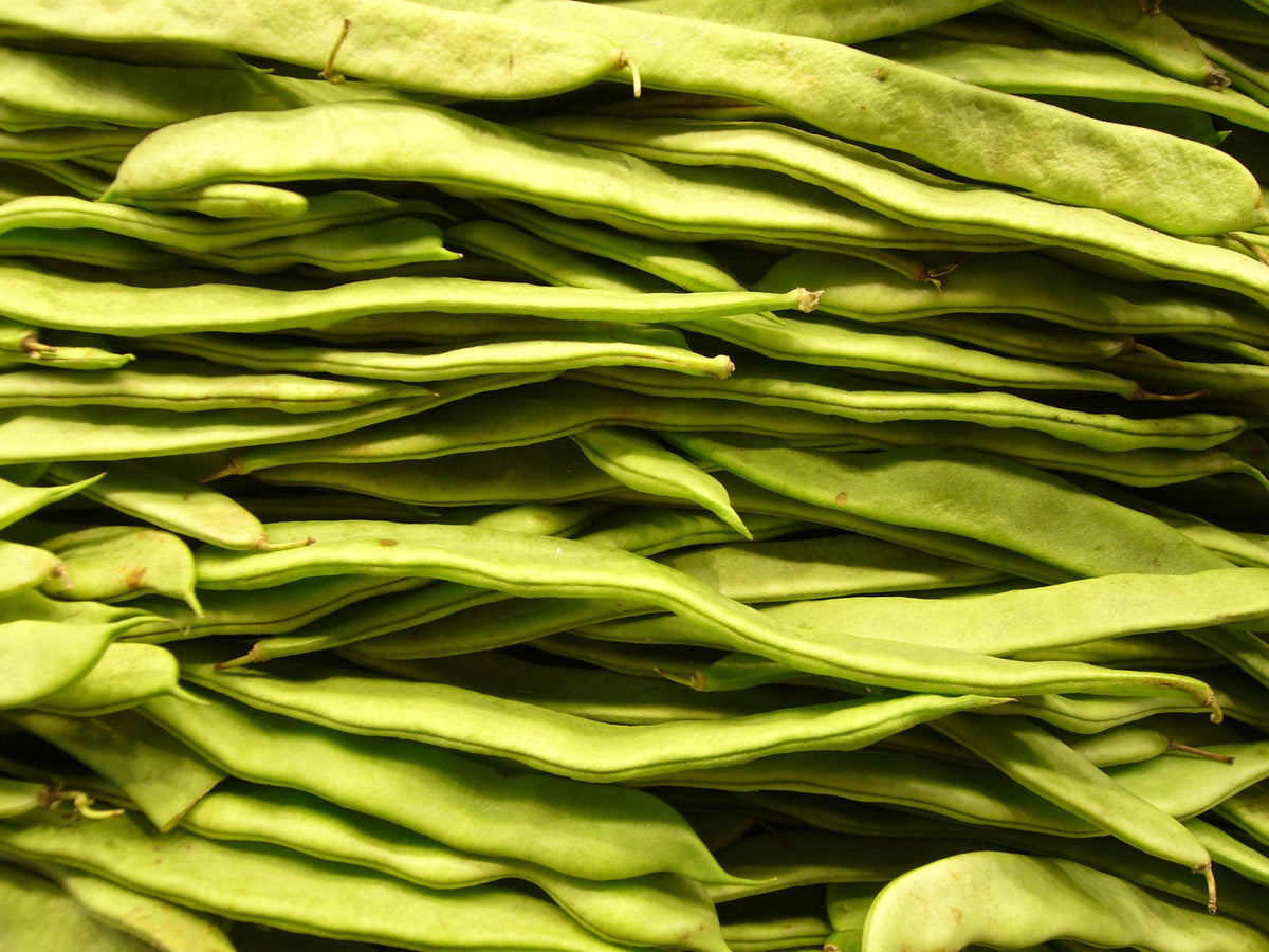 Romano Bush Bean Seeds – Italian Flat Green Pod Phaseolus Vulgaris Vegetable