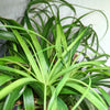 Beaucarnea Recurvata 'Ponytail Palm' Seeds
