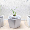 Beaucarnea Recurvata 'Ponytail Palm' Seeds